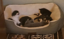 Load image into Gallery viewer, Neuter $188.00