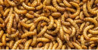 Mealworms Per Dozen