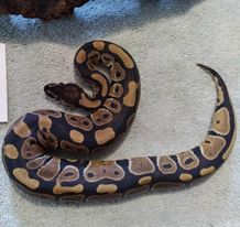 Load image into Gallery viewer, Ball Python Female - LB0031