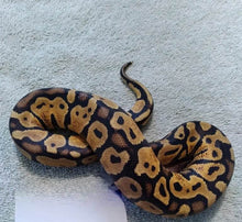 Load image into Gallery viewer, Pastel Ball Python Male - LB191