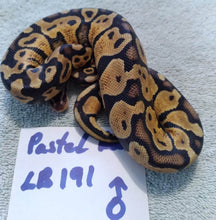 Load image into Gallery viewer, Pastel Ball Python Male - LB191