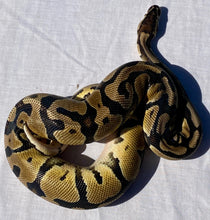 Load image into Gallery viewer, Pastel Ball Python - Adult Male - PBPM2G2