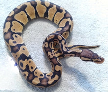 Load image into Gallery viewer, Pastel Ball Python Female - LB003