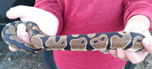 Load image into Gallery viewer, MBO15 - Ball Python Female