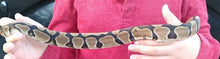 Load image into Gallery viewer, MB901- Ball Python Female