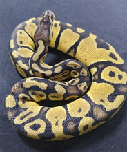 Load image into Gallery viewer, Pastel Ball Python - Female