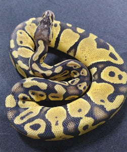 Pastel Ball Python - Female