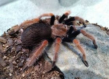 Load image into Gallery viewer, Mexican Fire Leg Tarantula  Female - T001
