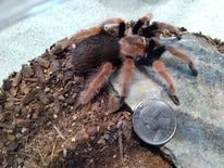 Load image into Gallery viewer, Mexican Fire Leg Tarantula  Female - T001