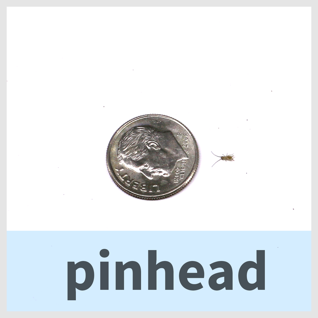 Pinhead Crickets Per 100